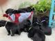Labrador Retriever Puppies for sale in Hartwell, GA 30643, USA. price: $1,000