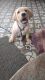 Labrador Retriever Puppies for sale in Nelamangala Town, Karnataka 562123, India. price: 13000 INR
