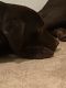 Labrador Retriever Puppies for sale in Perry Hall, MD, USA. price: NA