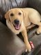 Labrador Retriever Puppies for sale in Bloomington, IL 61701, USA. price: NA