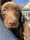 Labrador Retriever Puppies for sale in Alpharetta, GA, USA. price: $500