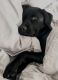 Labrador Retriever Puppies for sale in Brooklyn, NY, USA. price: $500
