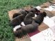 Labrador Retriever Puppies for sale in Nickerson, KS 67561, USA. price: NA
