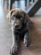 Labrador Retriever Puppies for sale in Corona, CA, USA. price: NA