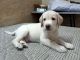 Labrador Retriever Puppies for sale in Arjan Garh, Aya Nagar, New Delhi, Delhi, India. price: 13000 INR