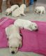 Labrador Retriever Puppies for sale in Hassan, Karnataka, India. price: 14000 INR