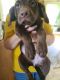 Labrador Retriever Puppies for sale in Anderson, IN, USA. price: NA