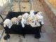 Labrador Retriever Puppies for sale in Southern California, CA, USA. price: NA