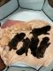 Labrador Retriever Puppies for sale in Berrien Springs, MI 49103, USA. price: $800