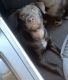 Labrador Retriever Puppies for sale in Irmo, SC, USA. price: NA
