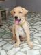 Labrador Retriever Puppies for sale in Bhavani, Tamil Nadu 638301, India. price: 15000 INR