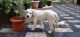 Labrador Retriever Puppies for sale in Patelguda, Telangana 502319, India. price: 15000 INR