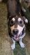 Labrador Retriever Puppies for sale in Mechanicsburg, PA 17055, USA. price: NA