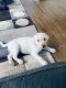 Labrador Retriever Puppies for sale in Fords, Woodbridge Township, NJ, USA. price: NA