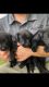 Labrador Retriever Puppies for sale in Milbank, SD 57252, USA. price: $800
