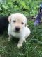 Labrador Retriever Puppies for sale in Ghent, NY, USA. price: NA