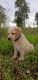 Labrador Retriever Puppies for sale in Nalasopara East, Nala Sopara, Maharashtra, India. price: 15000 INR