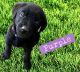 Labrador Retriever Puppies for sale in Thomasville, NC 27360, USA. price: $250