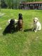 Labrador Retriever Puppies for sale in Keyser, WV 26726, USA. price: $800