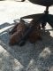 Labrador Retriever Puppies for sale in Maple Valley, WA 98038, USA. price: $600