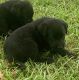 Labrador Retriever Puppies for sale in Vancleave, MS 39565, USA. price: $550