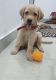 Labrador Retriever Puppies for sale in Sector 4, Rohini, Delhi, 110085, India. price: 15000 INR