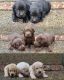 Labrador Retriever Puppies for sale in Camden, SC 29020, USA. price: $800