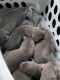 Labrador Retriever Puppies for sale in Nevada, MO 64772, USA. price: NA