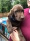 Labrador Retriever Puppies for sale in Macon, GA, USA. price: NA