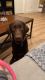 Labrador Retriever Puppies for sale in Pleasantville, NY 10570, USA. price: NA