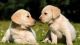 Labrador Retriever Puppies for sale in Surat, Gujarat, India. price: 25000 INR
