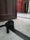 Labrador Retriever Puppies for sale in Court Rd, Kennedy Avenue, Amritsar, Punjab, India. price: 12500 INR