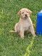 Labrador Retriever Puppies for sale in Brevard County, FL, USA. price: NA
