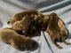 Labrador Retriever Puppies for sale in Homer, NY 13077, USA. price: NA