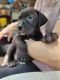 Labrador Retriever Puppies for sale in Rolla, MO, USA. price: NA