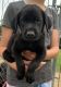 Labrador Retriever Puppies for sale in Hammond, LA, USA. price: $500