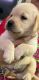 Labrador Retriever Puppies for sale in South Delhi, New Delhi, Delhi, India. price: NA