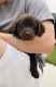 Labrador Retriever Puppies for sale in Saratoga Springs, UT, USA. price: $1,000