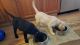 Labrador Retriever Puppies for sale in Big Sandy, TX 75755, USA. price: $710
