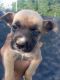 Labrador Husky Puppies for sale in Princeton, NC 27569, USA. price: $125