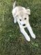 Labrador Husky Puppies for sale in Marysville, OH 43040, USA. price: $200