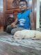Labrador Husky Puppies for sale in Tenkasi, Tamil Nadu, India. price: 12000 INR