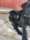 Labrador Husky Puppies for sale in Wenatchee, WA 98801, USA. price: NA