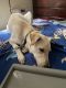 Labrador Husky Puppies for sale in Vedant Vihas, Pai Layout, Hulimavu, Bengaluru, Karnataka 560076. price: 5000 INR