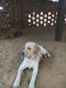 Labrador Husky Puppies for sale in Jhumpa Kalan, Haryana, India. price: 30000 INR