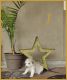 Labrador Husky Puppies for sale in San Jose, CA 95125, USA. price: NA