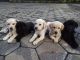 Labrador Husky Puppies for sale in Salem, Tamil Nadu, India. price: 10000 INR