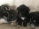 Labrador Husky Puppies for sale in Fresno, CA, USA. price: NA