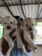 Labrador Husky Puppies for sale in Bhavani Main Rd, Erode, Tamil Nadu, India. price: 7000 INR