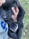 Labrador Husky Puppies for sale in Spencer, IN 47460, USA. price: $300